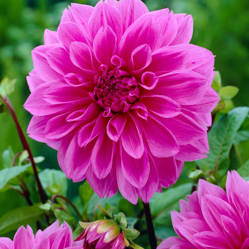 Dahlia Dekorativ Lilac Time 1-pakke